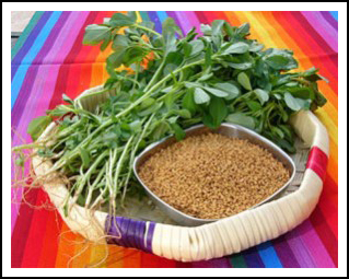 fenugreek